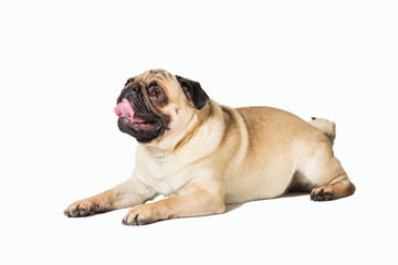 Obraz premium male pug dog isolated on white