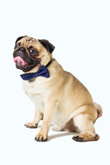 pug dog with blew bow tie