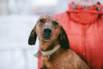 Dog Dachshund Runs Playing on Snow in Winter on a Cold