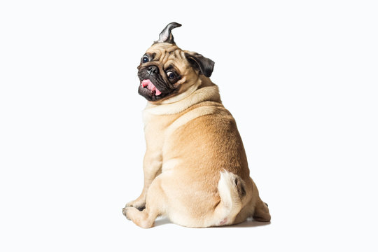 Pug White Background Images – Browse 33,455 Stock Photos, Vectors, and  Video | Adobe Stock