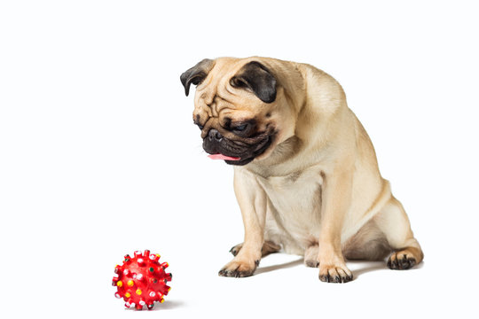 male pug dog isolated on white with red ball toy