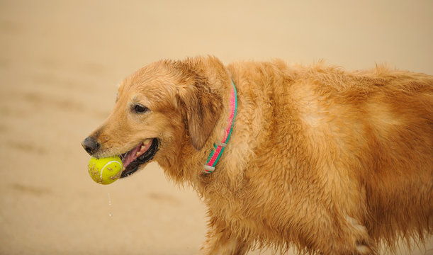 Golden Retriever dog outdoor portrait carrying a yellow tennis ball at the beach