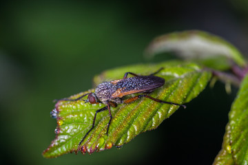 Dipterous. Fly species photographed in their natural environment.