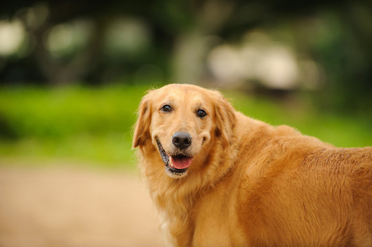 Golden Retriever dog outdoor portrait in the park