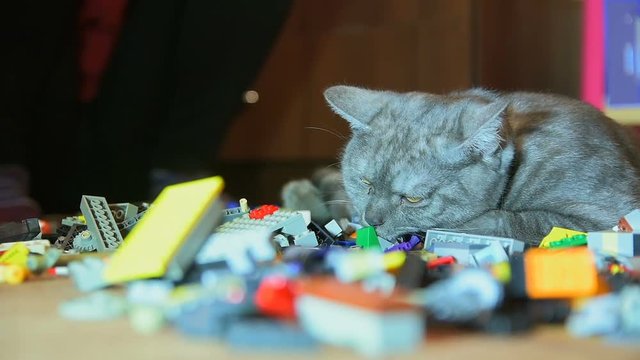 Big gray cat sniffs construction set and lickens