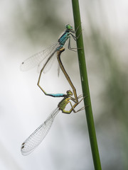 Paarung von zwei Libellen (Kleinlibellen) an einen Grashalm.