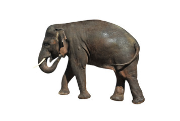 Naklejka premium Elephant on white