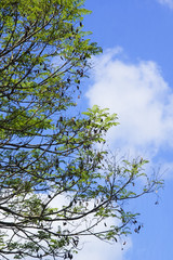 Green Leafs And Tree Branch Over The Bright Blue Sky