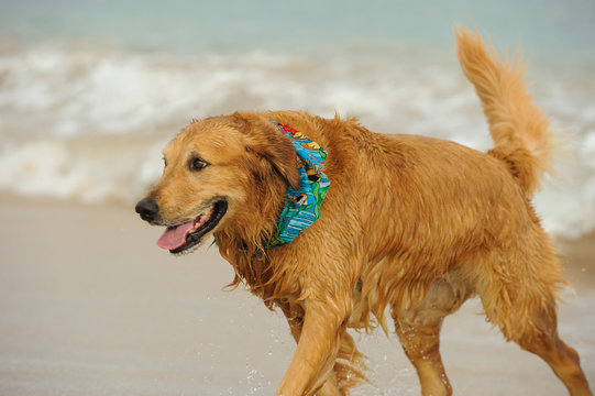 Golden Retriever dog outdoor portrait running out of ocean water