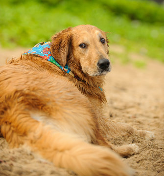 Golden Retriever dog outdoor portrait lying down in sand wearing bandanna