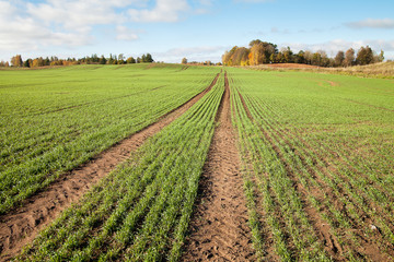 Fototapeta na wymiar New wheat field in autumn time.