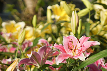 Obraz premium Lily flower in the garden. Shallow depth of field.