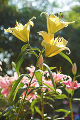 Lily flower in the garden. Shallow depth of field.