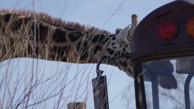 Giraffe with head in school bus window