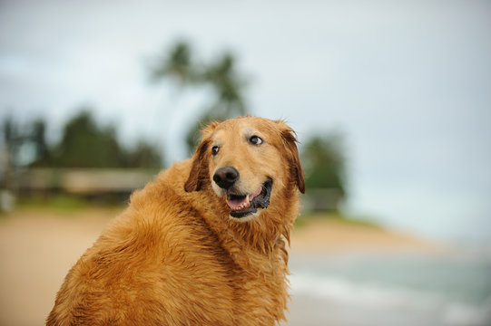 Golden Retriever dog outdoor portrait on ocean beach