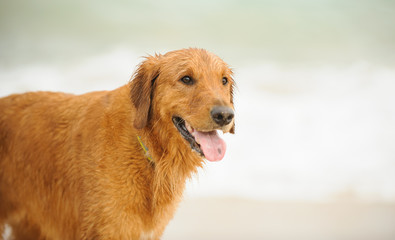 Golden Retriever dog outdoor portrait against water