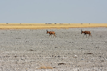 Fototapeta na wymiar Südafrikanische Kuhantilopen (Alcelaphus caama) in der Salzpfanne des Etosha Nationalpark (Namibia) 