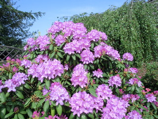 Rhododendron