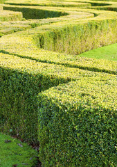 Curving Hedge and Lawn
