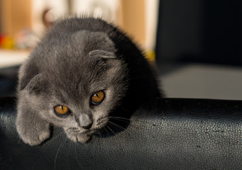 Fototapeta premium Katze