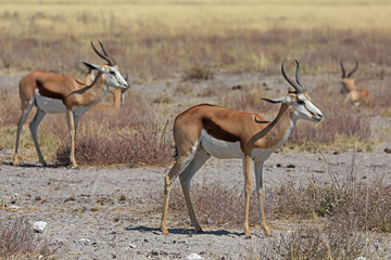 Naklejka na ściany i meble Springböcke (Antidorcas marsupialis) im Etosha Nationalpark (Namibia)