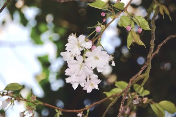 Japanische Kirschblüte