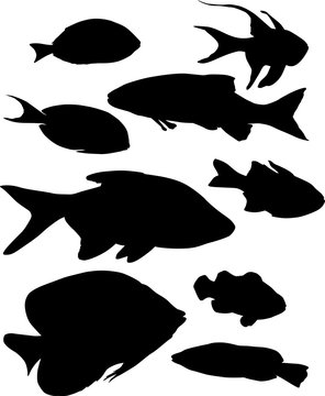 group of nine tropical black fishes on white
