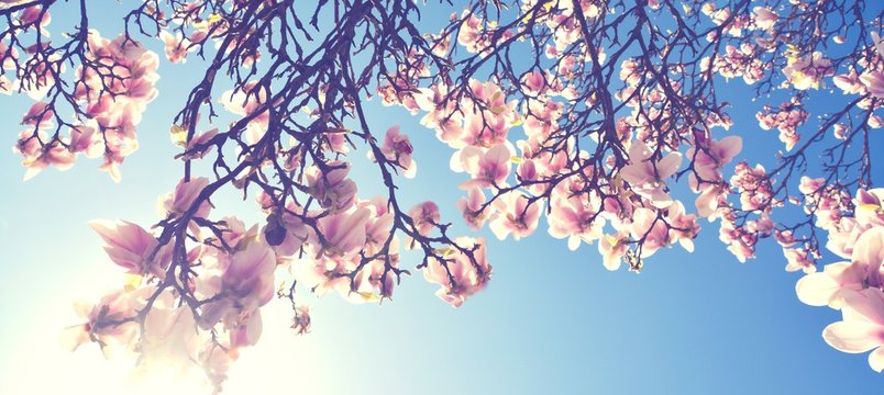 Magnolien Bl&uuml;te im Fr&uuml;hling  - Fr&uuml;hling Natur Hintergrund Banner