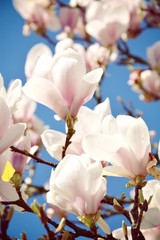 Fototapeta premium Grußkarte - Magnolien Blüte im Frühling