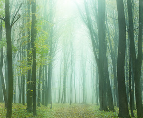 foggy autumn forest