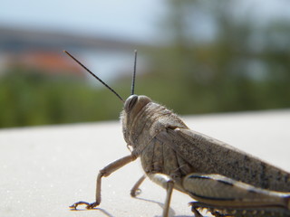 szarańcza wędrowna (migratory locust) © Wojciech