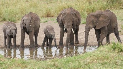 A herd of Elephants drink water at hole