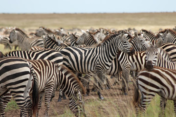 Fototapeta na wymiar Zebras grazing in Serengeti National park Tanzania