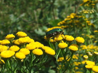 kruszyca złotawka (cetonia aurata) © Wojciech