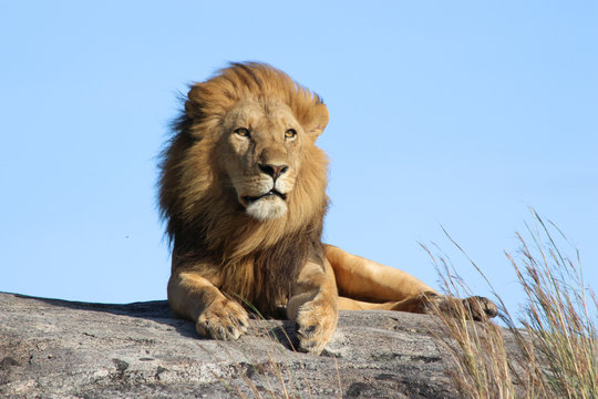 Male lion on the rocks in Serengeti National park Tanzania