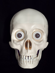 isolated human skull