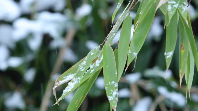 4K Snow flakes falling on bamboo branch