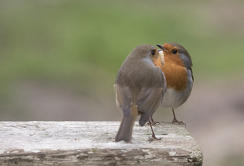 courting robins