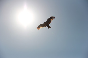 Bird of prey next to the sun on a blue sky