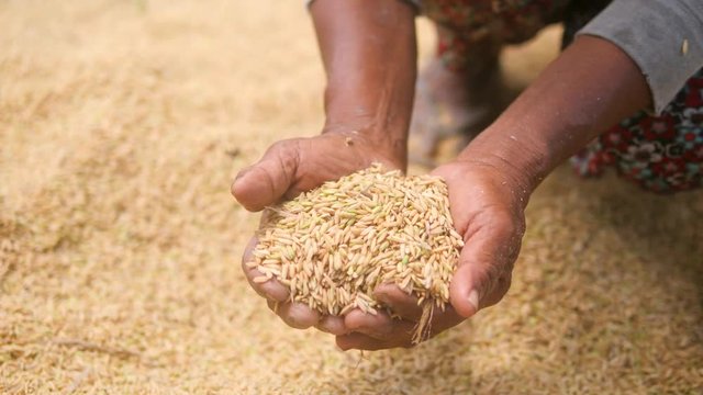 Old Asian Farmer Women Carrying Rice In Hands. Female with Handfull of Rice at the Field. Agriculture Harvest 4K Slowmotion. Bali, Indonesia.