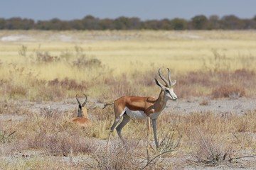 Springböcke (Antidorcas marsupialis) im Etosha Nationalpark (Namibia)