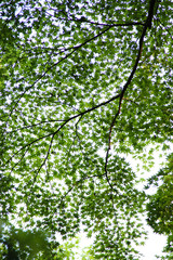 Large branch of Japanese fullmoon maple leaves against the sun