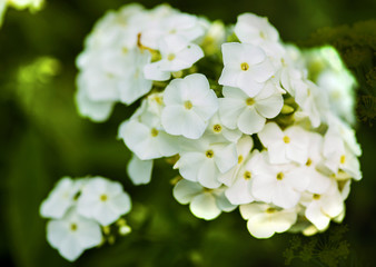 White flowers in a summer garden, a purity symbol