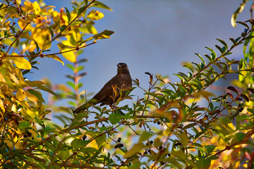 Ein brauner Vogel sitzt auf einem Baum und schaut in die bezaubernde Landschaft auf der tropischen Insel Sri Lanka in Asien im Indischen Ozean