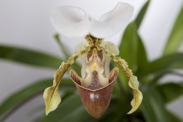 A beautiful wild unusual green and brown Paphiopedilum, Venus slipper orchids cross hybrid botanical plant flower closeup macro isolated on white