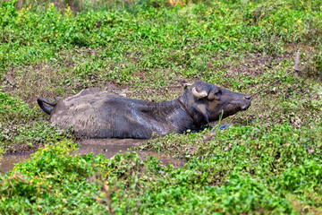 Ein Wasserbüffel genießt die Zeit in einem schlammigen Tümpel auf der bezaubernden tropischen Insel Sri Lanka im Indischen Ozean