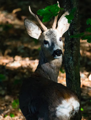 Deer in the forest looking back in surprise