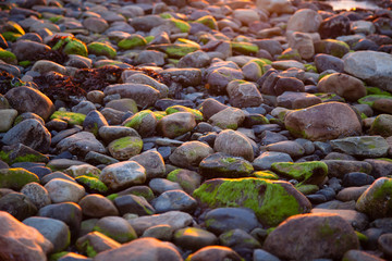 Moss covered pebbles on the shore at sunset in Norway