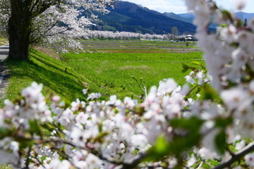田園と桜並木。遠野　岩手　日本。５月初旬。