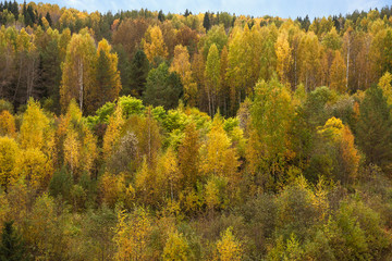 Fototapeta na wymiar Panorama of the autumn forest on a clear Sunny day. Coast of the Volga river
